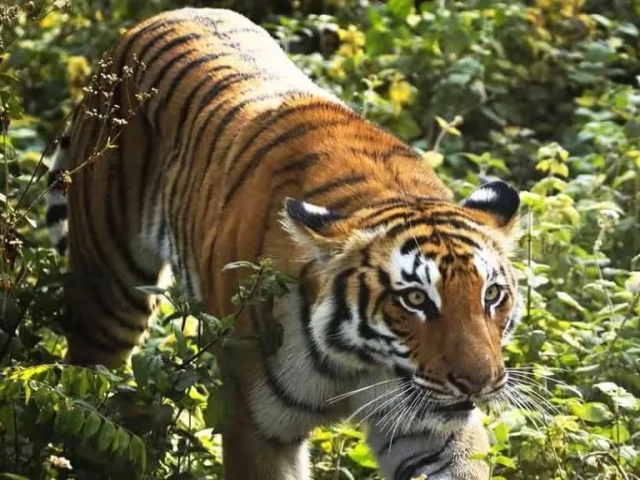 Bandipur forest tiger