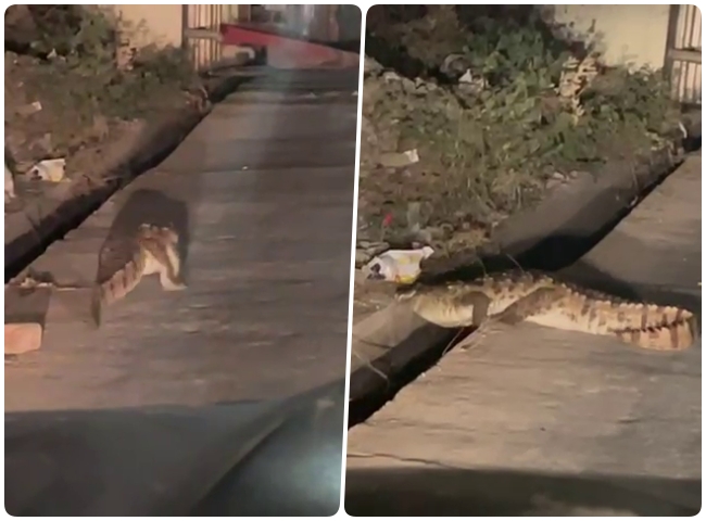 CROCODILE ON UDAIPUR STREETS VIRAL VIDEO