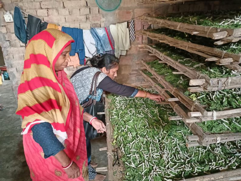 West Bengal Government allocates 7 crore for Silk Cultivation in Malda