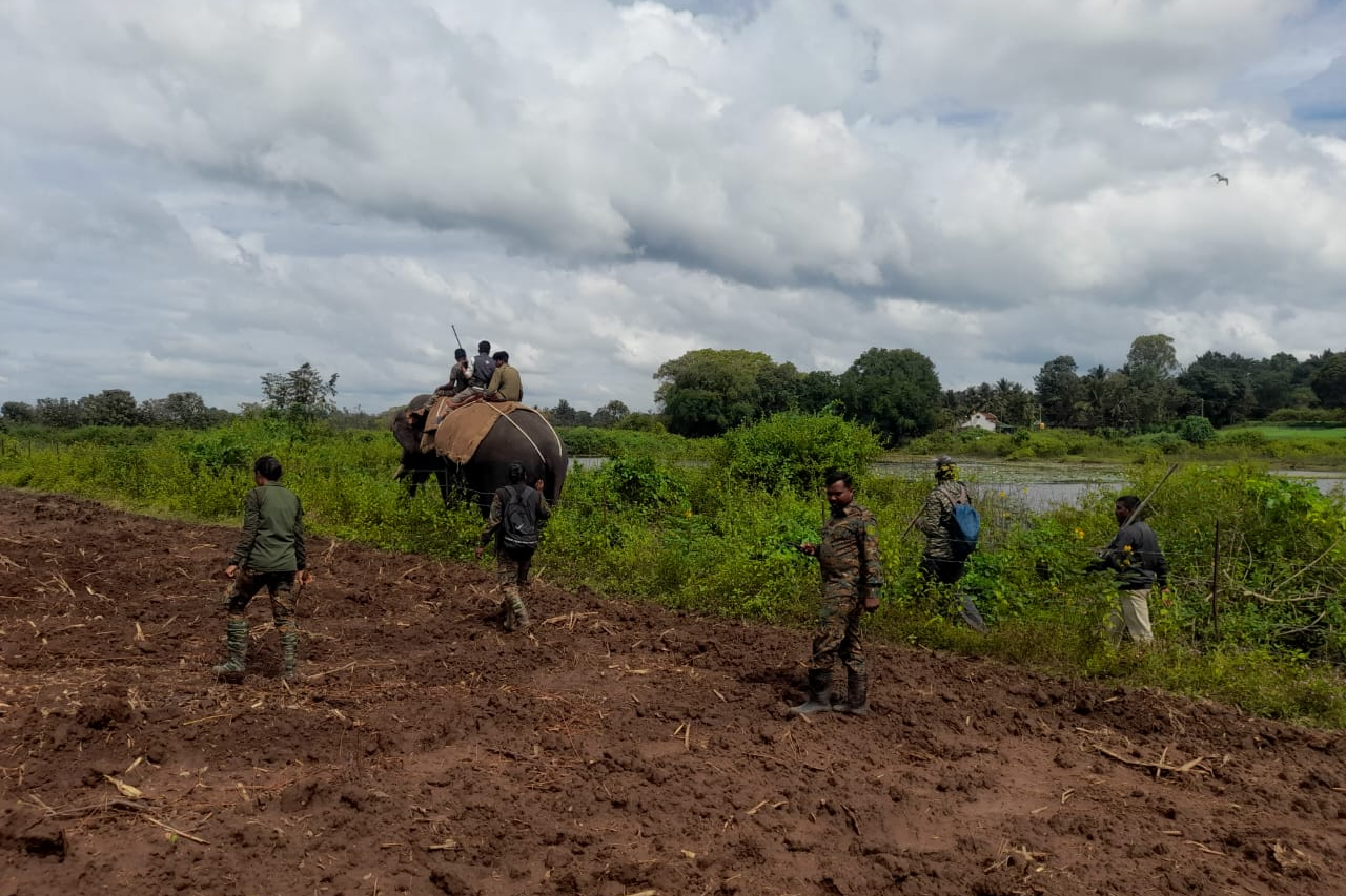 Combing operation for tiger cub trace