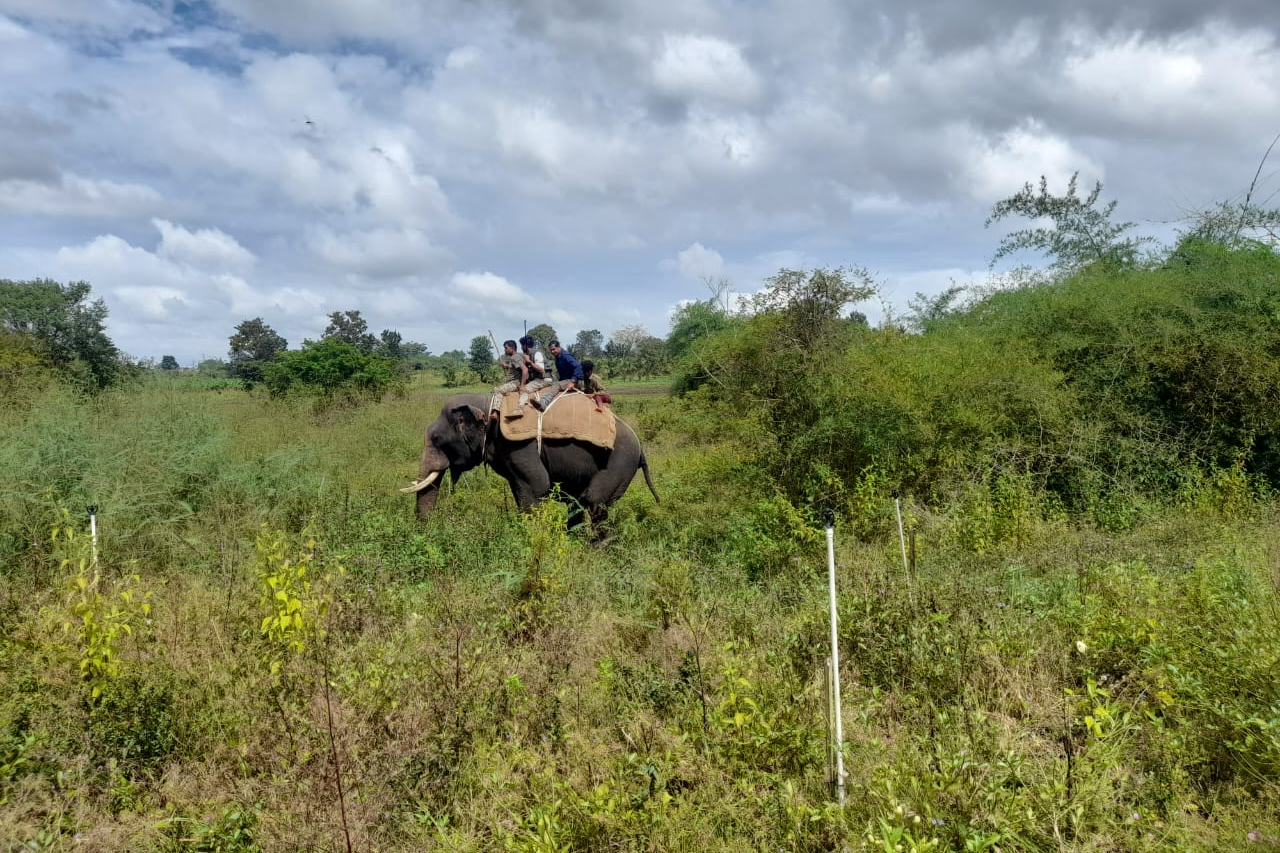 Combing operation for tiger cub trace