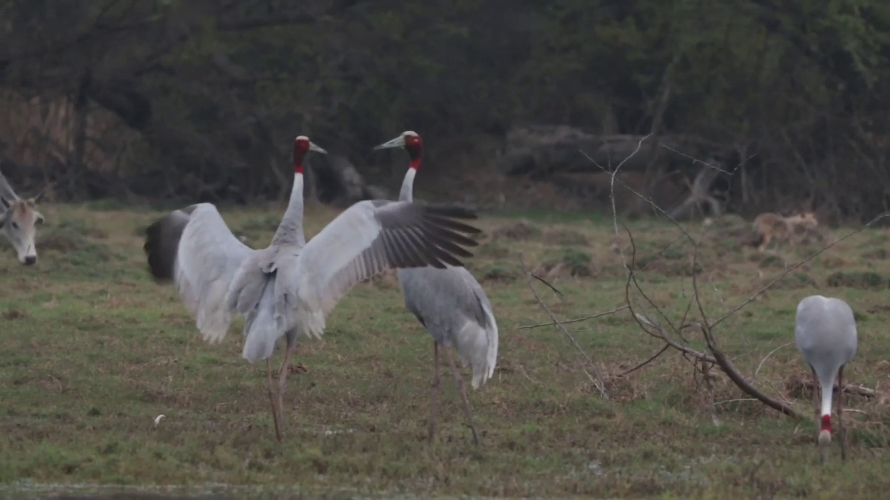 number of sarus cranes decreasing in Ghana