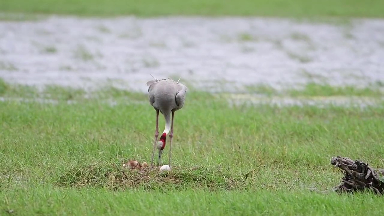 number of sarus cranes decreasing in Ghana