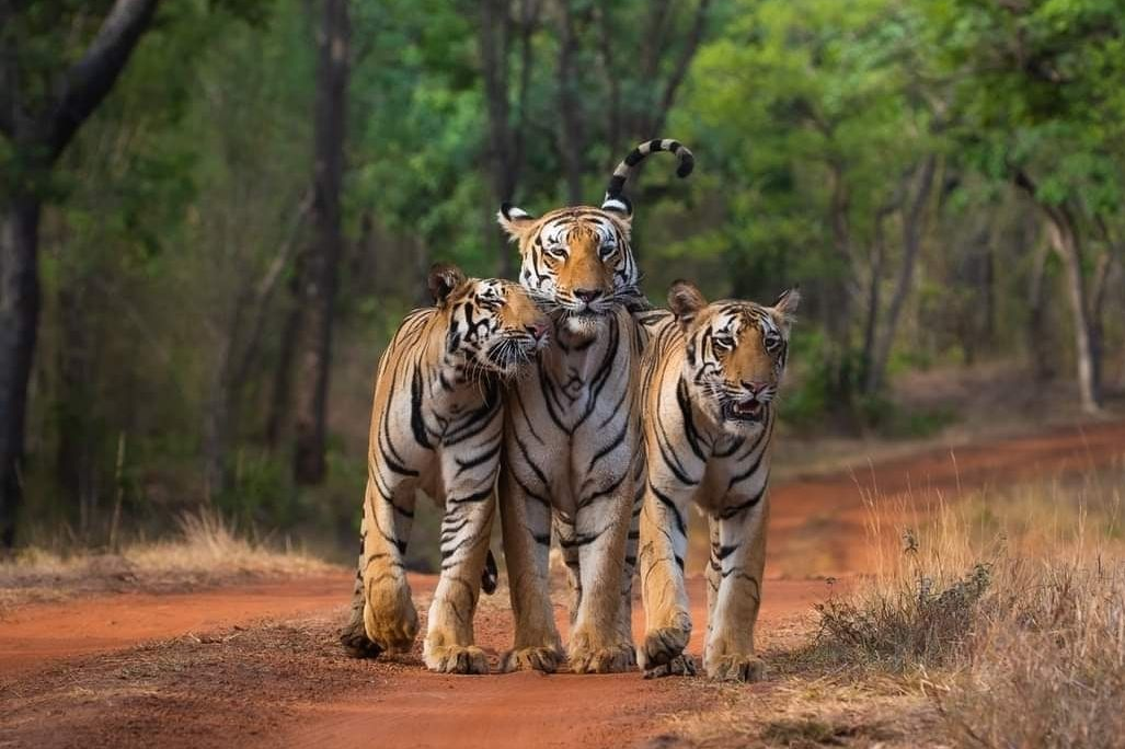 Tigers going missing from Rajasthan forest Reserve area14 tigers and 9 cubs missing in three years