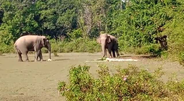 Wild Elephant terror in Goalpara