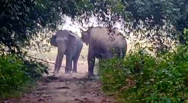 Wild Elephant terror in Goalpara