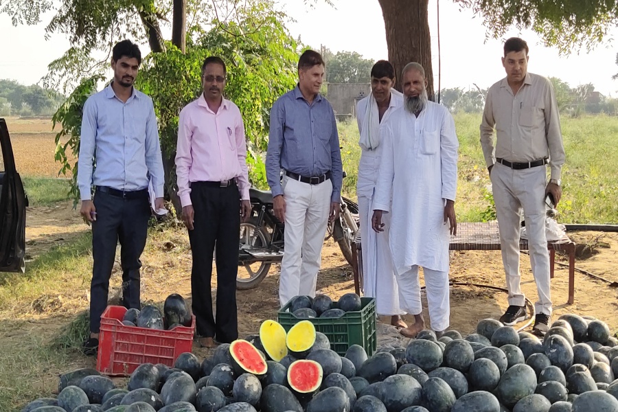 Watermelon Farming in Nuh