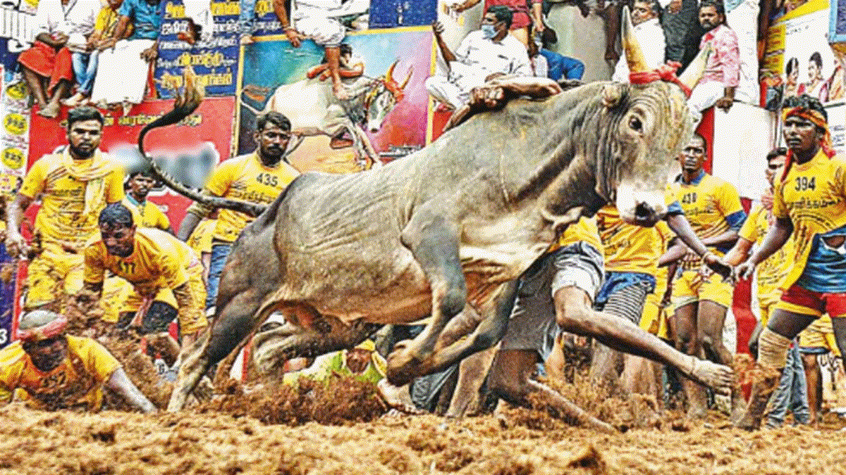 Alanganallur Jallikattu