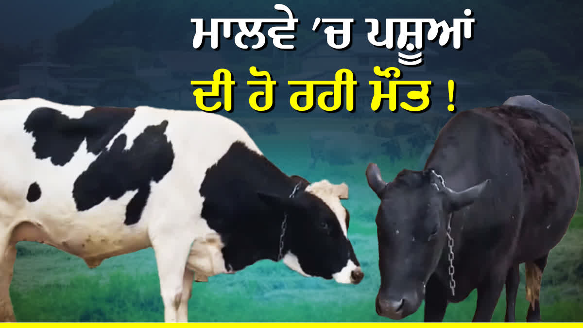 Dairy cattle died In Bathinda