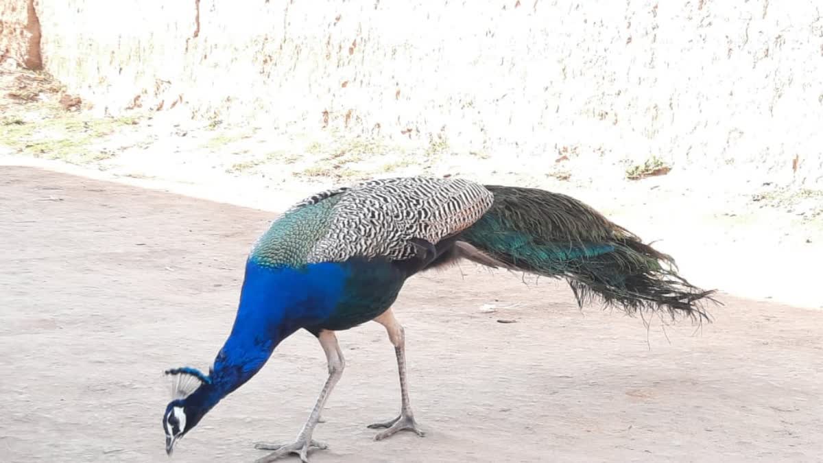 Anuppur Peacock and Villagers Friendship