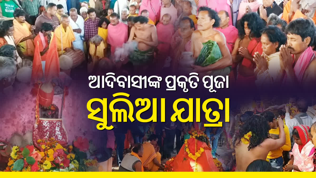 ଆଦିବାସୀଙ୍କ ସୁଲିଆ ଯାତ୍ରା ଆରମ୍ଭ, ମାନସିକ ପୂରଣ ପରେ ରହିଛି ବଳିପ୍ରଥା