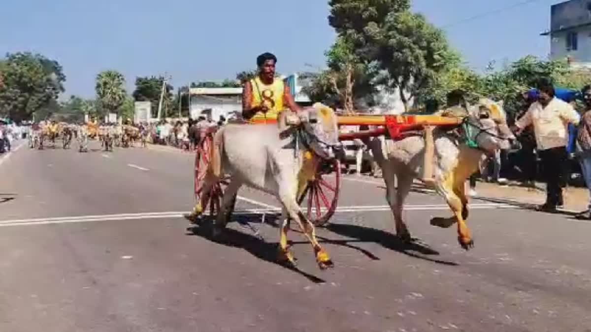 ரேக்ளா ரேஸ்