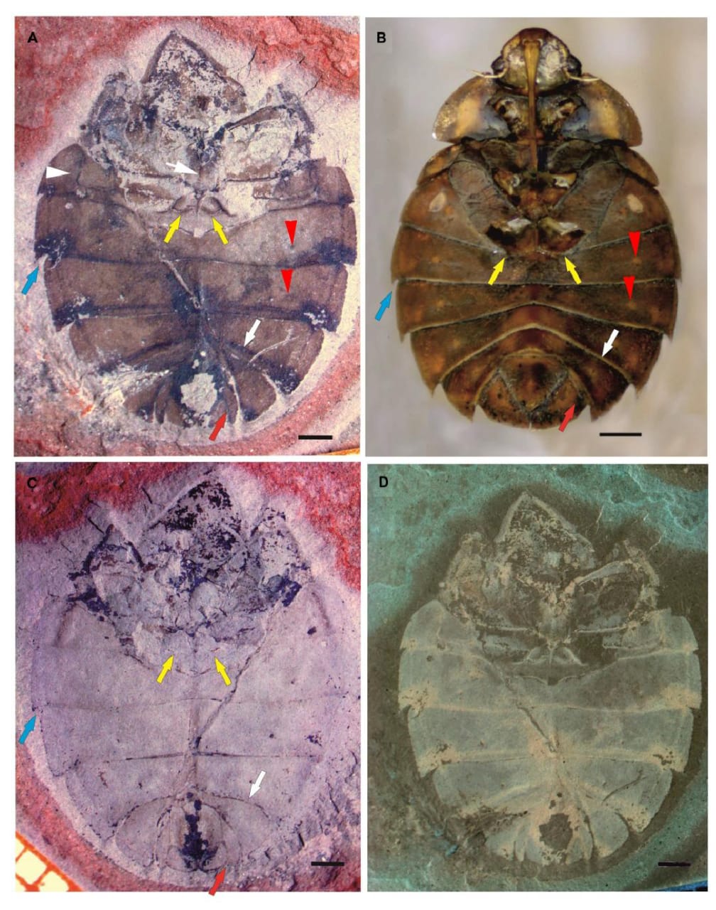 Cockroaches Fossils in Bikaner Coal Mines