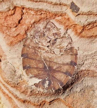 Cockroaches Fossils in Bikaner Coal Mines