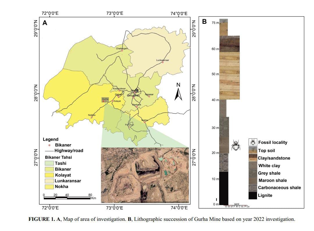 Cockroaches Fossils in Bikaner Coal Mines