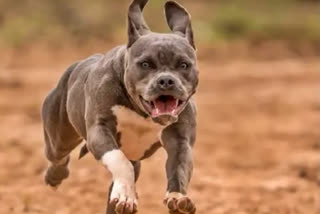 The girl was attacked by an American Bully dog when she was playing with her friends inside her housing society. Residents of the society also took out a torch march to protest against the dog menace in their area.