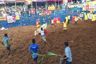 Man dies by a bull gore  man dies at manju virattu event  മഞ്ജു വിരാട്  തൈപ്പൊങ്കല്‍ ആഘോഷം