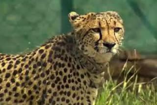 Shaurya death in kuno National Park  Namibian cheetah dies at kuno  കുനോയില്‍ നമീബിയന്‍ ചീറ്റ ചത്തു  മധ്യപ്രദേശിലെ ദേശീയോദ്യാനം