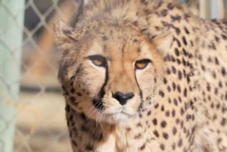 Namibian Cheetah Death