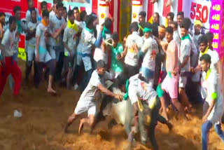 Allanganallur Jallikattu Live