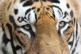 young tiger was found dead in the Bandhavgarh Tiger Reserve