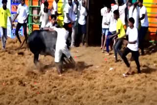 Pudukkottai Jallikattu