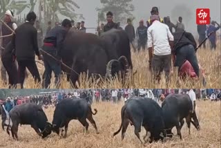 Buffalo fight is held in Raha