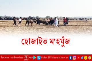 Traditional buffalo fight in Hojai