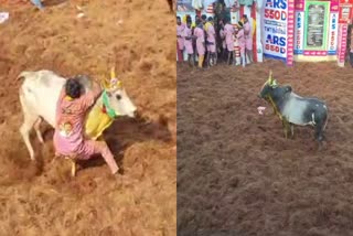 minister-udayanidhi-stalin-drives-the-world-famous-alanganallur-jallikattu