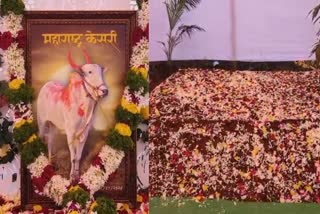 Dashakriya Rituals Of Bull