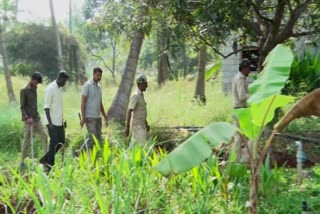 Tiger in Mandya