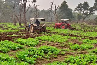 Poppy cultivation in Jharkhand