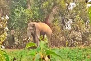 Wild elephants terror in Ranchi