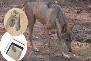 Asiatic wolf : પ્રથમવાર સુરત પ્રાણીસંગ્રહાલયમાં એશિયાઈ વરુનું સફળ બ્રીડિંગ, બે બચ્ચાંઓ જન્મ્યાં