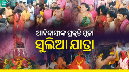 ଆଦିବାସୀଙ୍କ ସୁଲିଆ ଯାତ୍ରା ଆରମ୍ଭ, ମାନସିକ ପୂରଣ ପରେ ରହିଛି ବଳିପ୍ରଥା