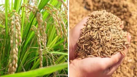 Increase in paddy procurement