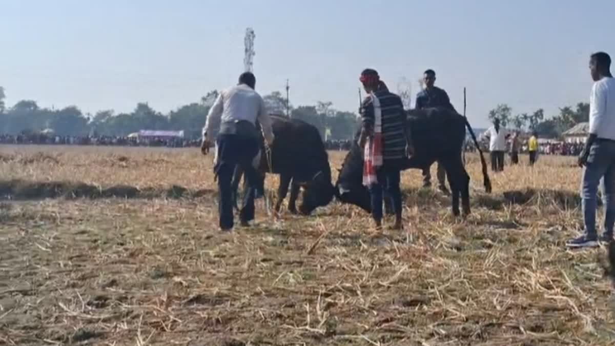 Assam buffalo fight