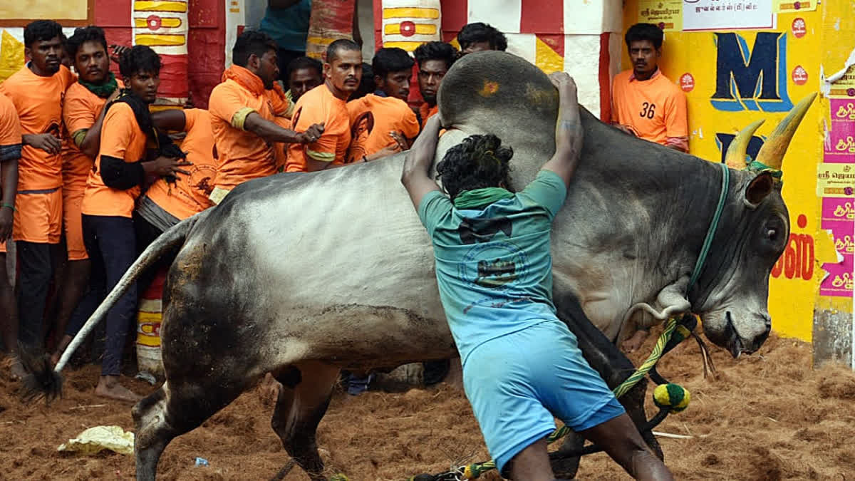 File photo of a participant trying to control a bull during the Alanganallur Jallikattu, in Madurai