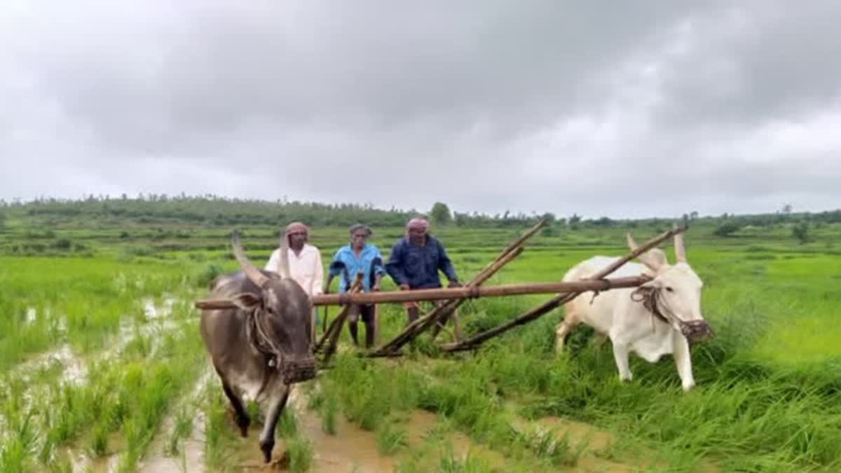 AGRO LAB COST TO BE RS 11 LAKH  HI TECH AGRO LAB ON CARDS  DISEASES AND PESTS IN CROPS  ALLOPATHY LAB