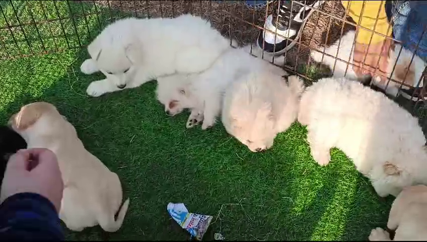 CANINE CLUB ORGANIZED A DOG SHOW