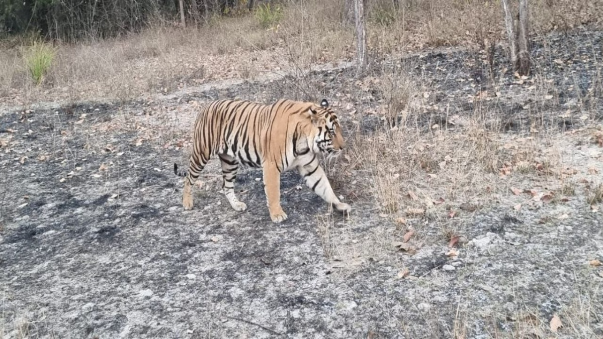 Similipal tiger