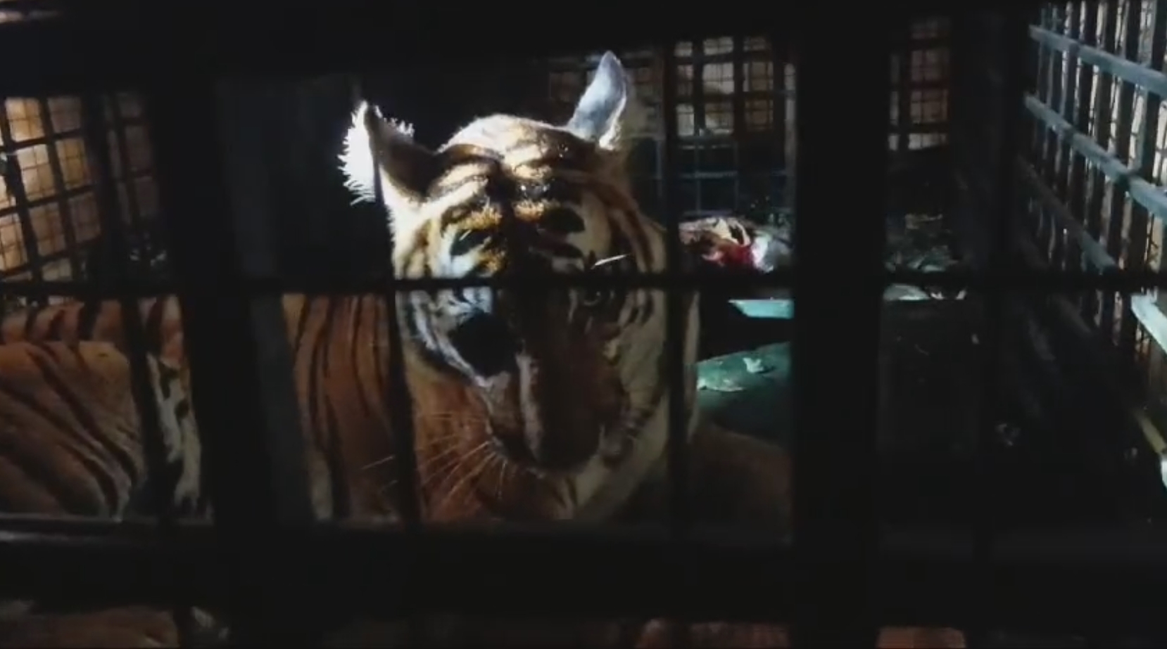 TIGER IN AMARAKKUNI  അമരക്കുനിയിലെ കടുവ കൂട്ടിൽ  TIGER CAGED IN WAYANAD  LATEST NEWS IN MALAYALAM