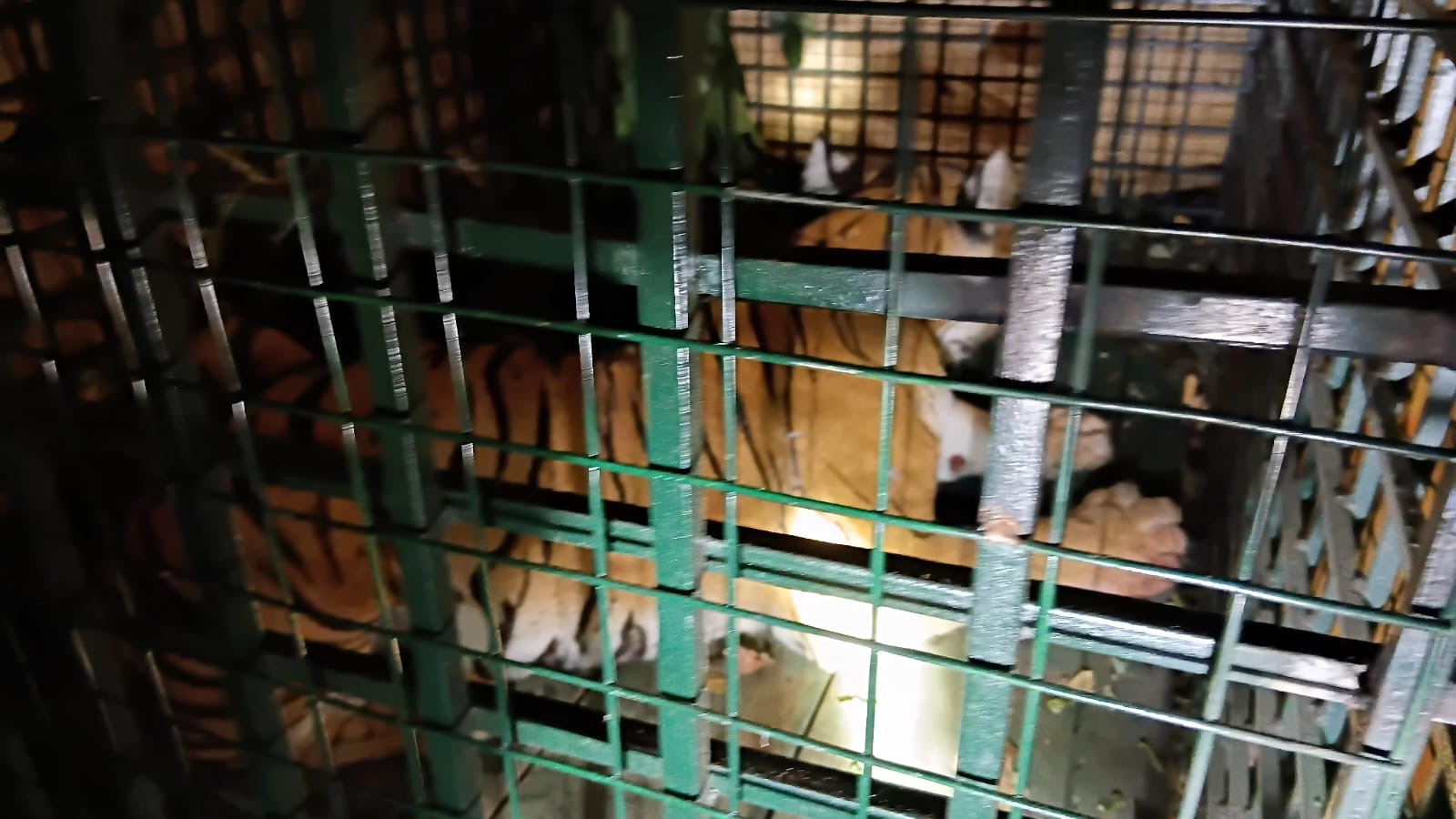 TIGER IN AMARAKKUNI  അമരക്കുനിയിലെ കടുവ കൂട്ടിൽ  TIGER CAGED IN WAYANAD  LATEST NEWS IN MALAYALAM