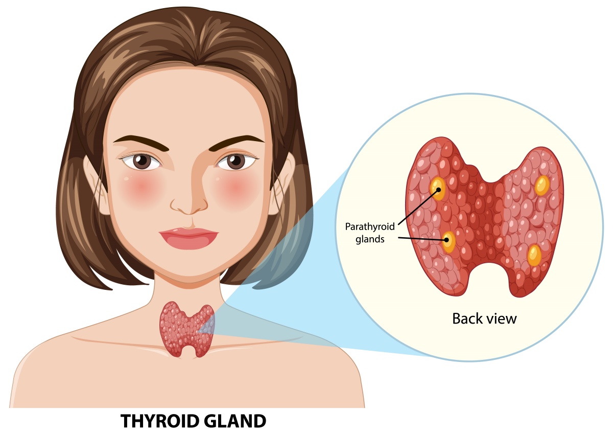 Thyroid gland