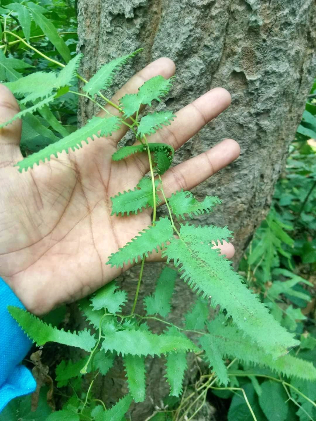 BHULAN BEL BLACK MAGIC PLANT  BHULAN BEL OF MP CHHINDWARA  PLANT THAT AFFECTS MEMORY  IMPORTANCE OF BHULAN BEL PLANT