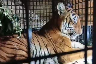 TIGER IN AMARAKKUNI  അമരക്കുനിയിലെ കടുവ കൂട്ടിൽ  TIGER CAGED IN WAYANAD  LATEST NEWS IN MALAYALAM