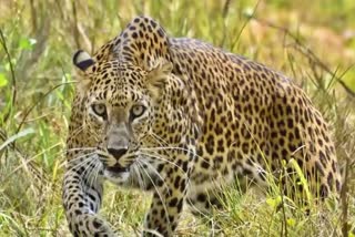 leopard deaths in amravati