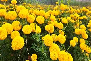 CHATHAMANGALAM JENDUMALLI field  floriculture kozhikode  Flower Cultivation Kerala  JENDUMALLI cultivation