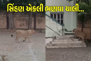 ઉનામાં શાળાની અંદર સિંહણા આટાંફેરા