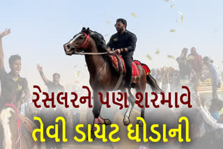 ગુજરાતની ધરતી પર વિજેતા થયો આ ઘોડો